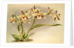 Odontoglossum Hallii xanthoglossum by F. Sander