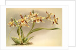 Odontoglossum Hallii xanthoglossum by F. Sander