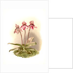 Cypripedium tautzianum by F. Sander