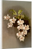 Odontoglossum cervantesii decorum by F. Sander