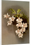 Odontoglossum cervantesii decorum by F. Sander