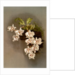 Odontoglossum cervantesii decorum by F. Sander