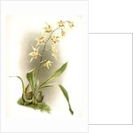 Odontoglossum hebraicum aspersum by F. Sander