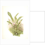 Zygopetalum wendlandi by F. Sander