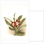 Zygopetalum burtii by F. Sander