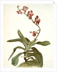 Vanda parishii var marriottiana by F. Sander