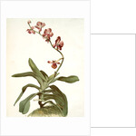 Vanda parishii var marriottiana by F. Sander