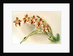 Odontoglossum luteo-purpureum by F. Sander