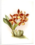 Odontoglossum insleayi splendens by F. Sander