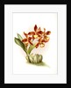 Odontoglossum insleayi splendens by F. Sander