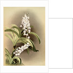 Saccolabium coeleste by F. Sander