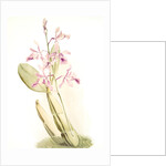 Schomburgkia sanderiana by F. Sander