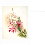 Laelia anceps Stella &amp; Barkeriana by F. Sander