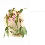 Zycopetalum intermedium by F. Sander