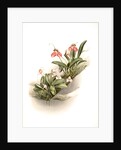 Masdevallia shuttleworthii and M. xanthocorys by F. Sander