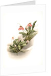 Masdevallia shuttleworthii and M. xanthocorys by F. Sander
