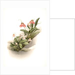 Masdevallia shuttleworthii and M. xanthocorys by F. Sander