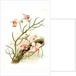 Vanda teres by F. Sander