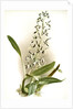 Epidendrum prismatocarpum by F. Sander