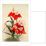 Disa grandiflora by F. Sander