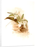 Angraecum humblotii by F. Sander
