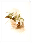Angraecum humblotii by F. Sander