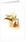 Angraecum humblotii by F. Sander