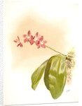 Phalaenopsis speciosa by F. Sander