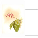 Phalaenopsis speciosa by F. Sander