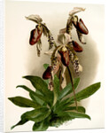 Cypripedium morganiae burfordiense by F. Sander