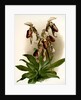 Cypripedium morganiae burfordiense by F. Sander