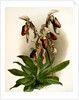 Cypripedium morganiae burfordiense by F. Sander