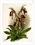 Cypripedium morganiae burfordiense by F. Sander
