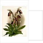 Cypripedium morganiae burfordiense by F. Sander