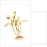 Cattleya (hybrida) parthenia by F. Sander