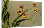 Oncidium loxense by F. Sander