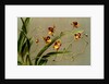 Oncidium loxense by F. Sander