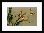 Oncidium loxense by F. Sander