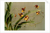Oncidium loxense by F. Sander