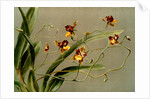 Oncidium loxense by F. Sander