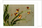 Oncidium loxense by F. Sander