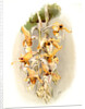 Stanhopea shuttleworthii by F. Sander