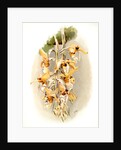 Stanhopea shuttleworthii by F. Sander