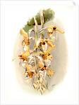 Stanhopea shuttleworthii by F. Sander