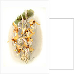 Stanhopea shuttleworthii by F. Sander