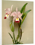Cattleya ballantiniana by F. Sander