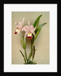Cattleya ballantiniana by F. Sander