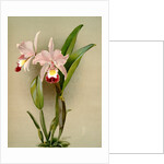 Cattleya ballantiniana by F. Sander