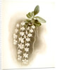 Angraecum articulatum by F. Sander