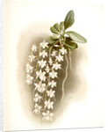 Angraecum articulatum by F. Sander